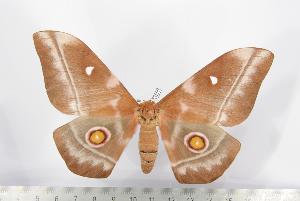  ( - BC-TB1399)  @13 [ ] Copyright (2010) Thierry Bouyer Research Collection of Thierry Bouyer