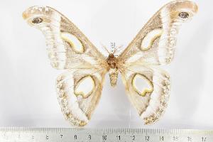  ( - BC-TB1485)  @13 [ ] Copyright (2010) Thierry Bouyer Research Collection of Thierry Bouyer