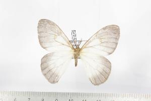  ( - BC-TB1510)  @11 [ ] Copyright (2010) Thierry Bouyer Research Collection of Thierry Bouyer