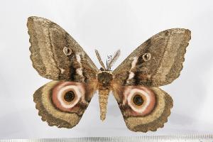  ( - BC-TB1539)  @14 [ ] Copyright (2010) Thierry Bouyer Research Collection of Thierry Bouyer