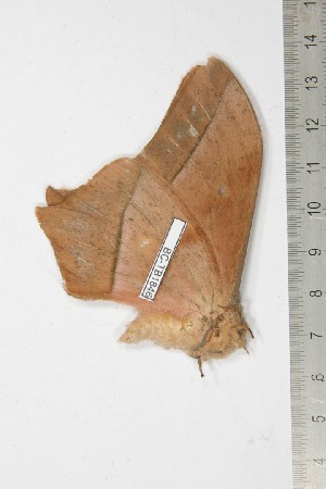  ( - BC-TB1846)  @13 [ ] Copyright (2010) Thierry Bouyer Research Collection of Thierry Bouyer