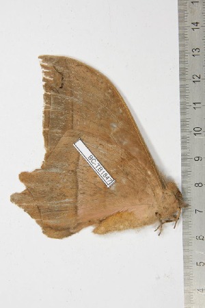 ( - BC-TB1847)  @13 [ ] Copyright (2010) Thierry Bouyer Research Collection of Thierry Bouyer