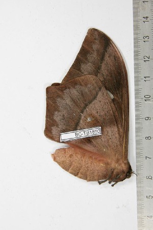  ( - BC-TB1850)  @13 [ ] Copyright (2010) Thierry Bouyer Research Collection of Thierry Bouyer