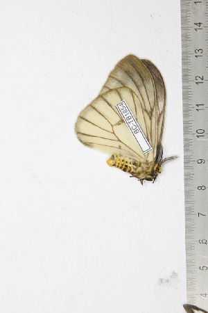  ( - BC-TB1854)  @11 [ ] Copyright (2010) Thierry Bouyer Research Collection of Thierry Bouyer