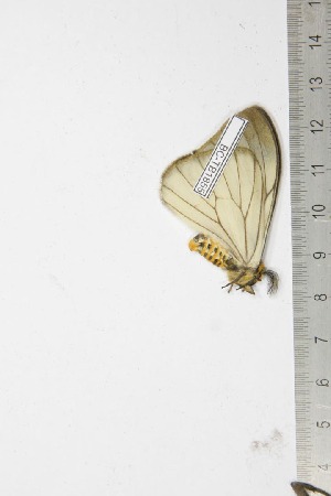  ( - BC-TB1855)  @11 [ ] Copyright (2010) Thierry Bouyer Research Collection of Thierry Bouyer