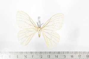  ( - BC-TB2146)  @11 [ ] Copyright (2010) Thierry Bouyer Research Collection of Thierry Bouyer