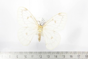  ( - BC-TB2147)  @11 [ ] Copyright (2010) Thierry Bouyer Research Collection of Thierry Bouyer