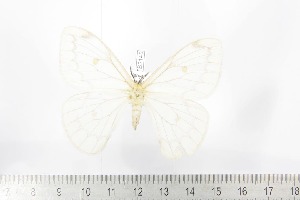  ( - BC-TB2148)  @13 [ ] Copyright (2010) Thierry Bouyer Research Collection of Thierry Bouyer