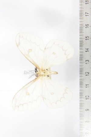  ( - BC-TB2150)  @11 [ ] Copyright (2010) Thierry Bouyer Research Collection of Thierry Bouyer