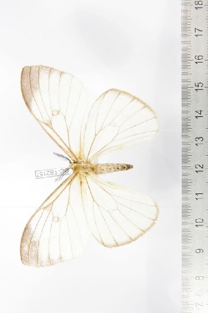  ( - BC-TB2157)  @11 [ ] Copyright (2010) Thierry Bouyer Research Collection of Thierry Bouyer