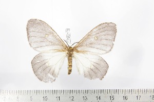  ( - BC-TB2166)  @11 [ ] Copyright (2010) Thierry Bouyer Research Collection of Thierry Bouyer