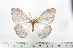  ( - BC-TB2168)  @11 [ ] Copyright (2010) Thierry Bouyer Research Collection of Thierry Bouyer