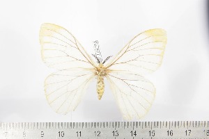  ( - BC-TB2183)  @11 [ ] Copyright (2010) Thierry Bouyer Research Collection of Thierry Bouyer