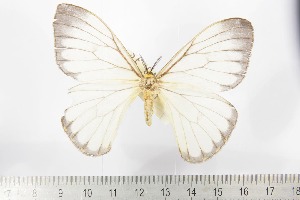  ( - BC-TB2185)  @11 [ ] Copyright (2010) Thierry Bouyer Research Collection of Thierry Bouyer