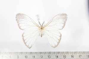  ( - BC-TB2192)  @11 [ ] Copyright (2010) Thierry Bouyer Research Collection of Thierry Bouyer