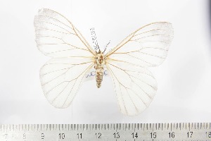  ( - BC-TB2193)  @11 [ ] Copyright (2010) Thierry Bouyer Research Collection of Thierry Bouyer