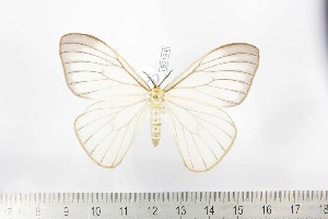  ( - BC-TB2194)  @11 [ ] Copyright (2010) Thierry Bouyer Research Collection of Thierry Bouyer