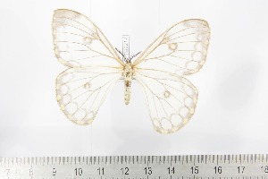  ( - BC-TB2217)  @13 [ ] Copyright (2010) Thierry Bouyer Research Collection of Thierry Bouyer