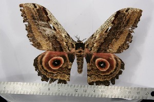  ( - BC-TB2355)  @14 [ ] Copyright (2010) Thierry Bouyer Research Collection of Thierry Bouyer