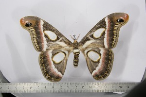  ( - BC-TB2456)  @13 [ ] Copyright (2010) Thierry Bouyer Research Collection of Thierry Bouyer