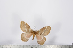  ( - BC-TB2792)  @13 [ ] Copyright (2010) Thierry Bouyer Research Collection of Thierry Bouyer