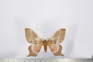  ( - BC-TB2793)  @13 [ ] Copyright (2010) Thierry Bouyer Research Collection of Thierry Bouyer