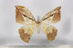  ( - BC-TB2958)  @13 [ ] Copyright (2010) Thierry Bouyer Research Collection of Thierry Bouyer