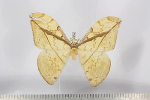  ( - BC-TB2959)  @13 [ ] Copyright (2010) Thierry Bouyer Research Collection of Thierry Bouyer