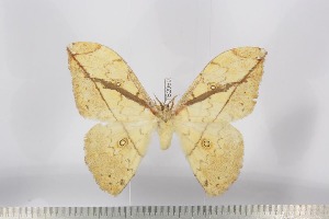  ( - BC-TB2960)  @13 [ ] Copyright (2010) Thierry Bouyer Research Collection of Thierry Bouyer