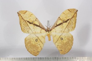  ( - BC-TB2998)  @13 [ ] Copyright (2010) Thierry Bouyer Research Collection of Thierry Bouyer
