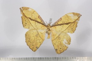  ( - BC-TB2999)  @13 [ ] Copyright (2010) Thierry Bouyer Research Collection of Thierry Bouyer