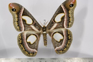  ( - BC-TB3128)  @13 [ ] Copyright (2010) Thierry Bouyer Research Collection of Thierry Bouyer