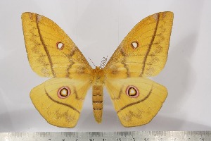  ( - BC-TB3142)  @14 [ ] Copyright (2010) Thierry Bouyer Research Collection of Thierry Bouyer