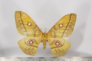  ( - BC-TB3145)  @14 [ ] Copyright (2010) Thierry Bouyer Research Collection of Thierry Bouyer