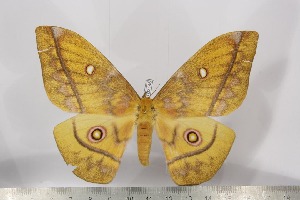  ( - BC-TB3146)  @14 [ ] Copyright (2010) Thierry Bouyer Research Collection of Thierry Bouyer