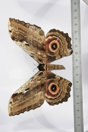  ( - BC-TB3432)  @12 [ ] Copyright (2010) Thierry Bouyer Research Collection of Thierry Bouyer