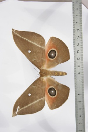  ( - BC-TB3513)  @13 [ ] Copyright (2010) Thierry Bouyer Research Collection of Thierry Bouyer