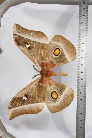  ( - BC-TB3955)  @13 [ ] Copyright (2010) Thierry Bouyer Research Collection of Thierry Bouyer