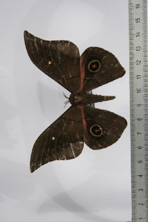  ( - BC-TB4463)  @12 [ ] Copyright (2010) Thierry Bouyer Research Collection of Thierry Bouyer