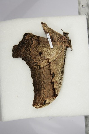  ( - BC-TB4731)  @12 [ ] Copyright (2010) Thierry Bouyer Research Collection of Thierry Bouyer