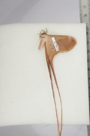  ( - BC-TB4733)  @12 [ ] Copyright (2010) Thierry Bouyer Research Collection of Thierry Bouyer