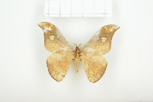  ( - BC-TB7928)  @13 [ ] Copyright (2010) Thierry Bouyer Research Collection of Phillipe Leonard