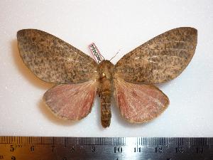  ( - BC-Dec0454)  @13 [ ] Copyright (2010) Thibaud Decaens Research Collection of Thibaud Decaens