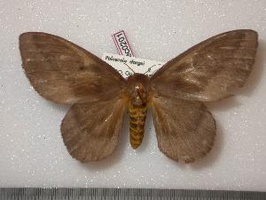  ( - BC-Dec0201)  @14 [ ] Copyright (2010) Thibaud Decaens Research Collection of Thibaud Decaens