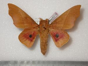  ( - BC-Dec0318)  @14 [ ] Copyright (2010) Thibaud Decaens Research Collection of Thibaud Decaens