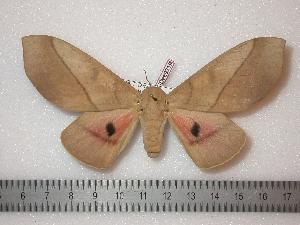  ( - BC-Dec0319)  @14 [ ] Copyright (2010) Thibaud Decaens Research Collection of Thibaud Decaens