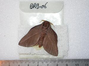  ( - BC-Dec0331)  @13 [ ] Copyright (2010) Thibaud Decaens Research Collection of Thibaud Decaens