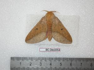  ( - BC-Dec0352)  @13 [ ] Copyright (2010) Thibaud Decaens Research Collection of Thibaud Decaens
