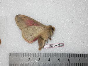  ( - BC-Dec0353)  @13 [ ] Copyright (2010) Thibaud Decaens Research Collection of Thibaud Decaens