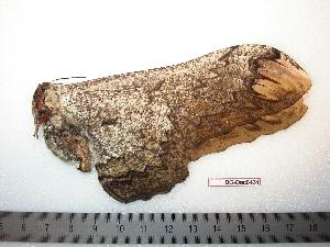  ( - BC-Dec0431)  @12 [ ] Copyright (2010) Thibaud Decaens Research Collection of Thibaud Decaens